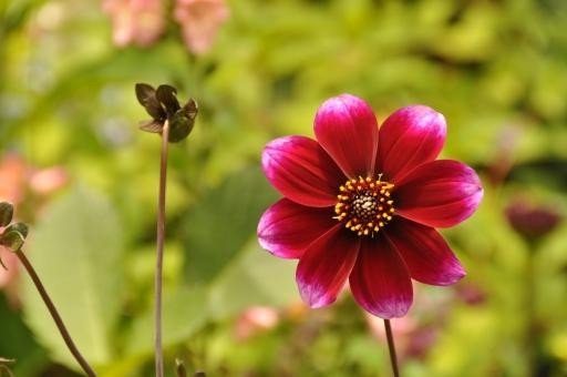 十大已灭绝的花