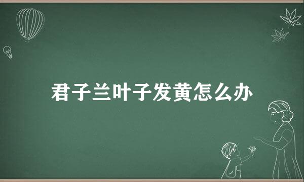 君子兰叶子发黄怎么办