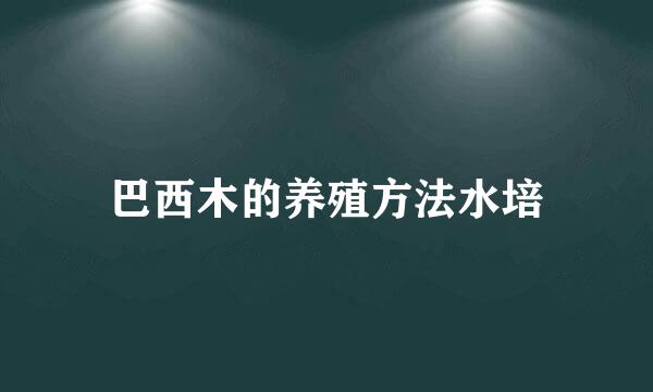 巴西木的养殖方法水培