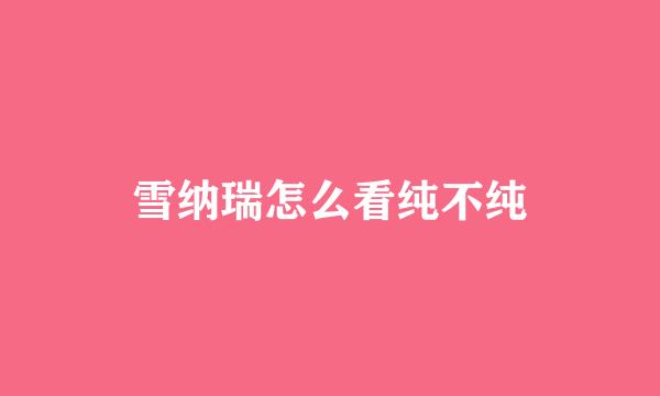 雪纳瑞怎么看纯不纯