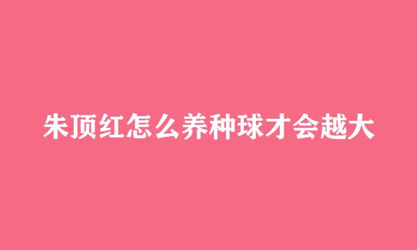 朱顶红怎么养种球才会越大