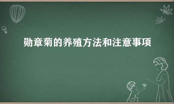 勋章菊的养殖方法和注意事项