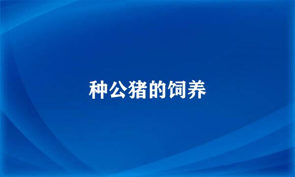 种公猪的饲养