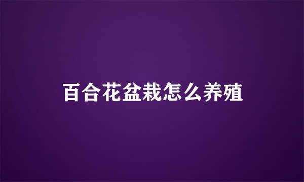 百合花盆栽怎么养殖