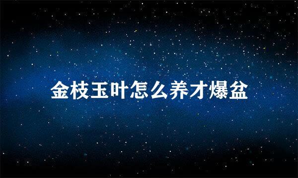 金枝玉叶怎么养才爆盆