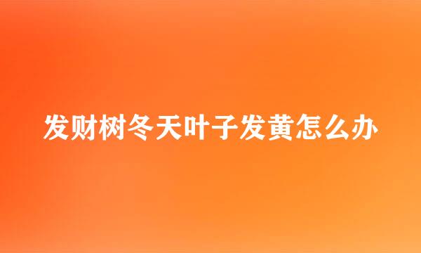 发财树冬天叶子发黄怎么办