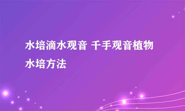 水培滴水观音 千手观音植物水培方法