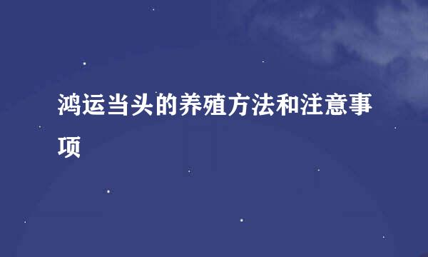 鸿运当头的养殖方法和注意事项