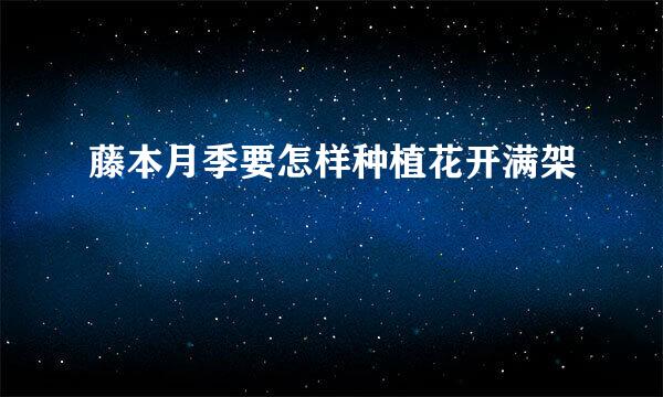 藤本月季要怎样种植花开满架