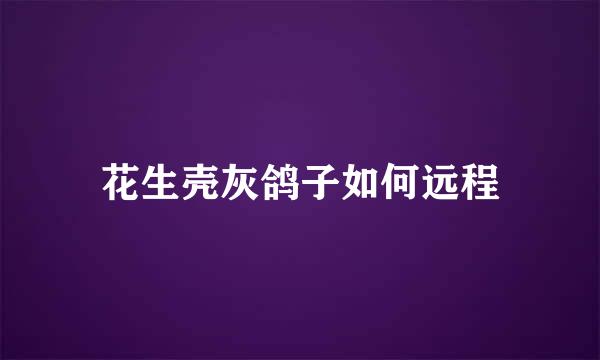 花生壳灰鸽子如何远程
