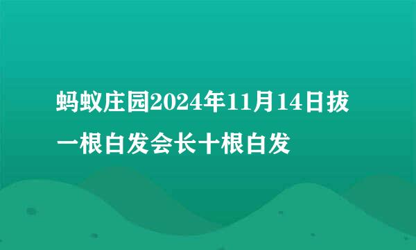 蚂蚁庄园2024年11月14日拔一根白发会长十根白发