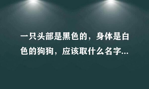 一只头部是黑色的，身体是白色的狗狗，应该取什么名字？最好是时髦的！
