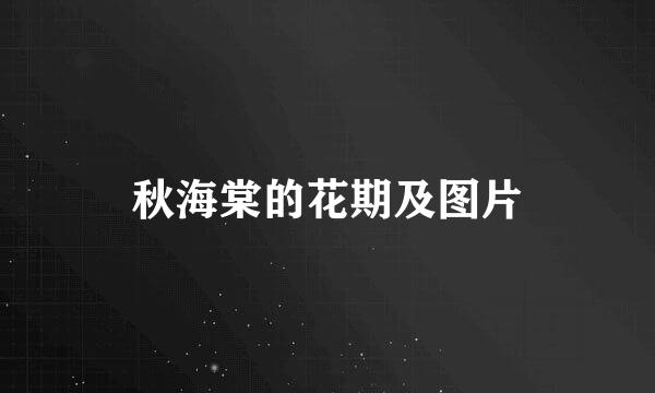 秋海棠的花期及图片