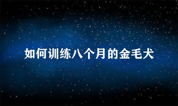 如何训练八个月的金毛犬