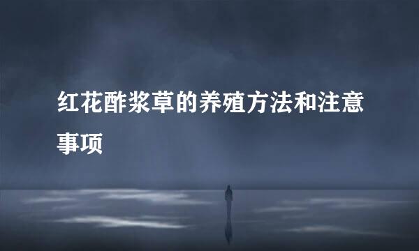 红花酢浆草的养殖方法和注意事项