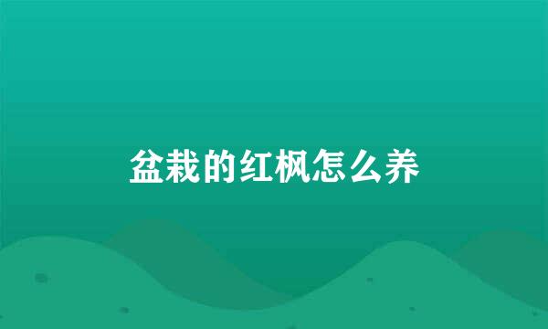 盆栽的红枫怎么养