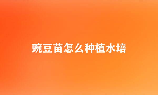 豌豆苗怎么种植水培