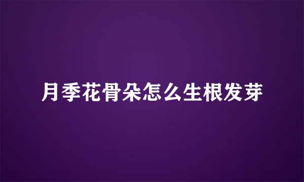 月季花骨朵怎么生根发芽