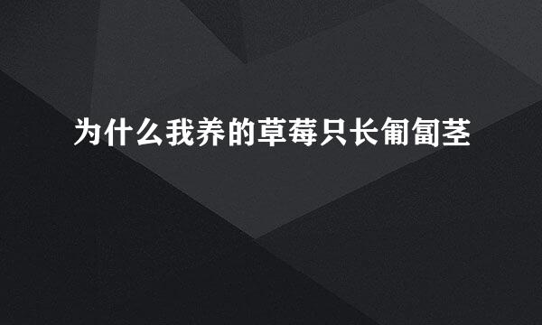 为什么我养的草莓只长匍匐茎