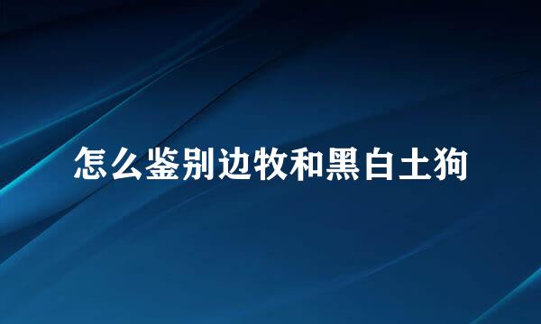 怎么鉴别边牧和黑白土狗