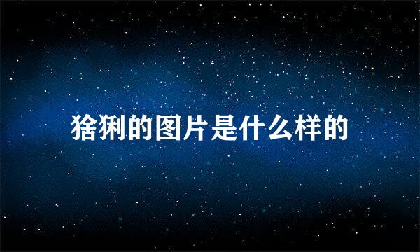 猞猁的图片是什么样的