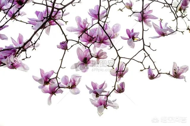 北京有哪些地方适合春游?