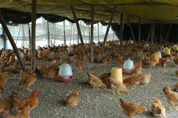 澳大利亚维多利亚州,面临着怎样的灾难局面?