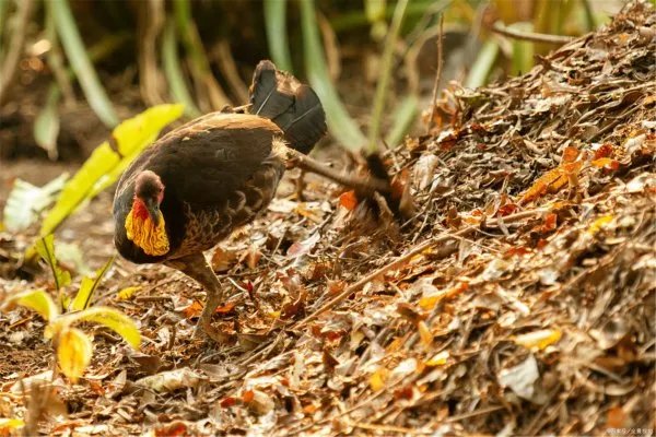 澳大利亚维多利亚州，面临着怎样的灾难局面？
