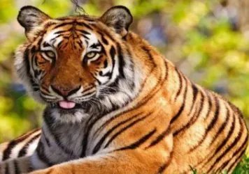 浙江湖州诞生4只小金虎，金虎的数量为何非常稀有？