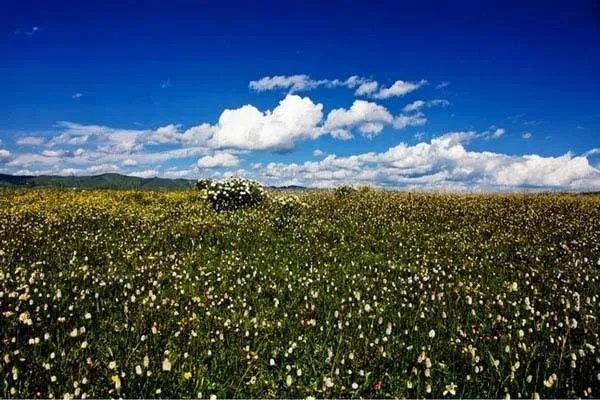 中国哪个草原最漂亮？最值得一去？