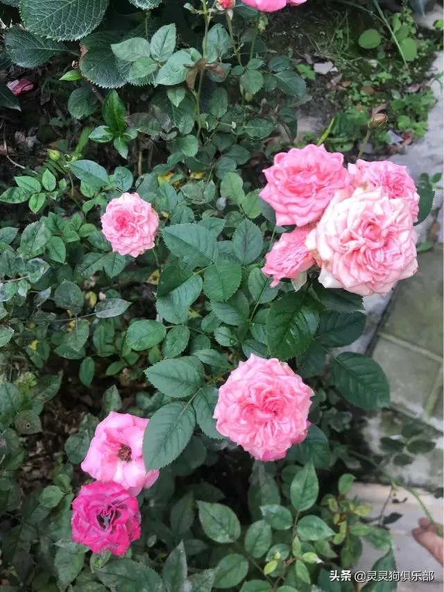 成都市郫都区三道堰小产权房可以买吗？