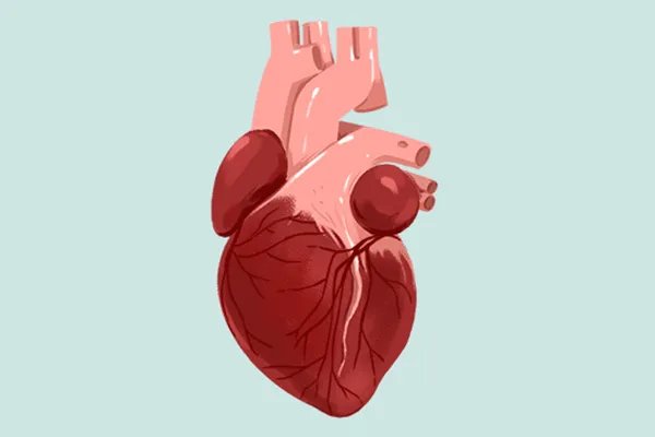 经常喝无糖饮料对身体有什么危害