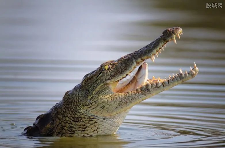 鳄鱼头现鬼魅一笑 砍掉头的鳄鱼还会动