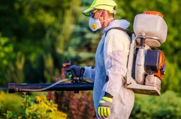 草地贪夜蛾入侵是怎么回事 草地贪夜蛾入侵我国吗