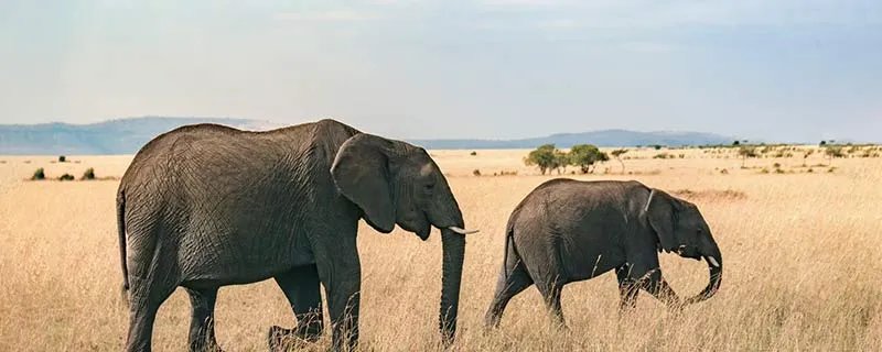 大象生活在哪里 大象生活在什么地方