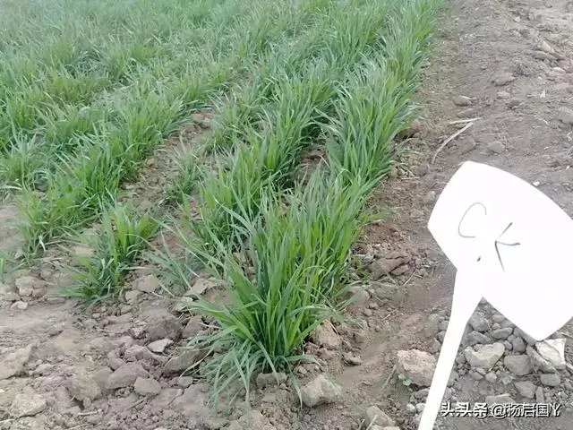 2020年合村并镇试点名单？合村并镇有何好处？