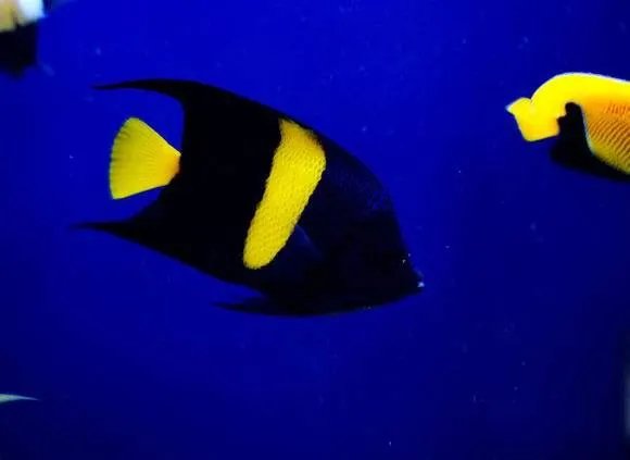 哪些观赏鱼可以自己在水族缸里繁殖呢？