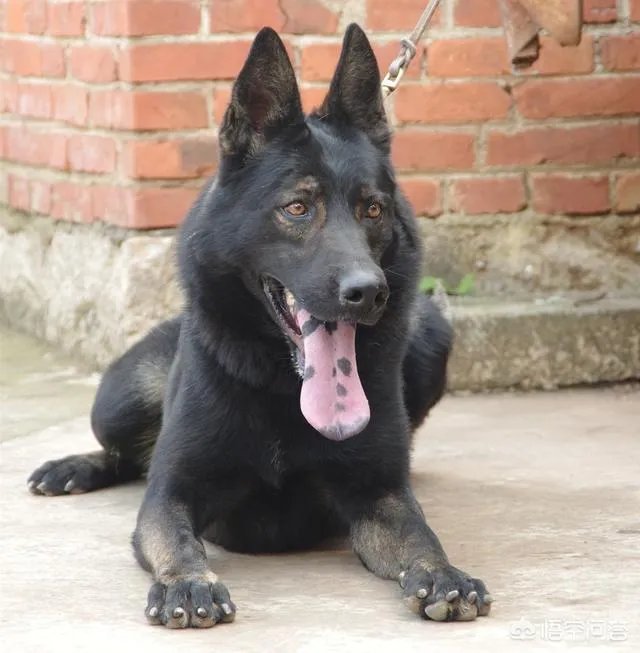 什么狗的耐力最强