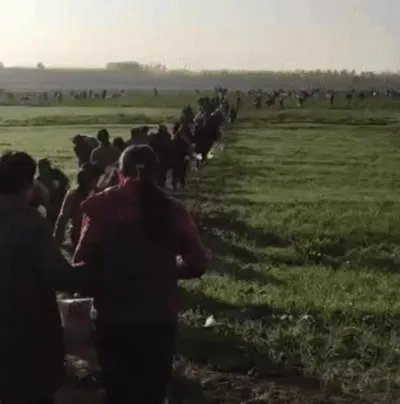 200亩萝卜被拔光什么情况 菜农的做法让人心疼