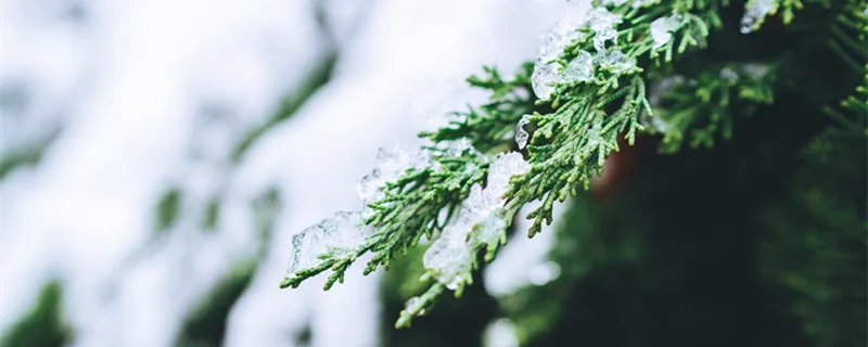 亚岁是哪个节气 亚岁指的是什么节气