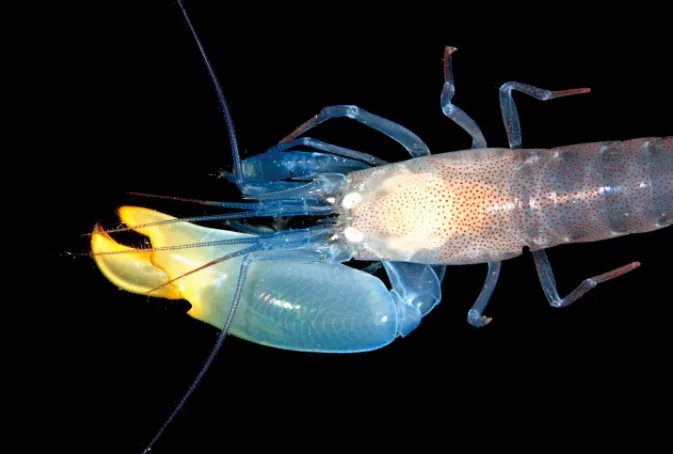 世界十大不可思议的生物 第三名可以永生不死，第二外形怪异