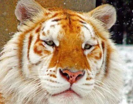 浙江湖州诞生4只小金虎，金虎的数量为何非常稀有？