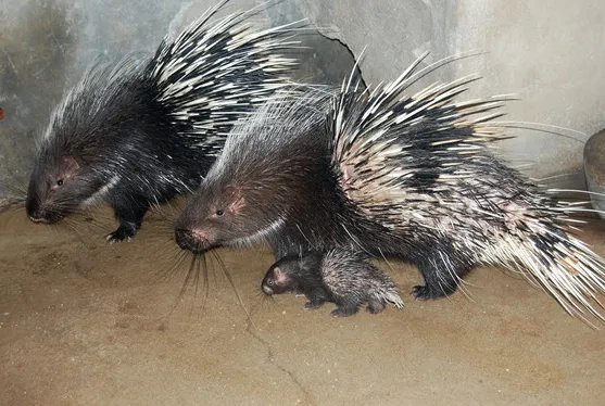 豪猪和老鼠是近亲吗