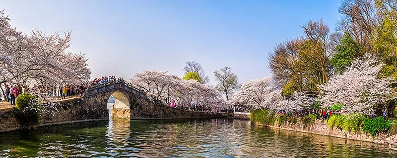 樱花唯美句子简短