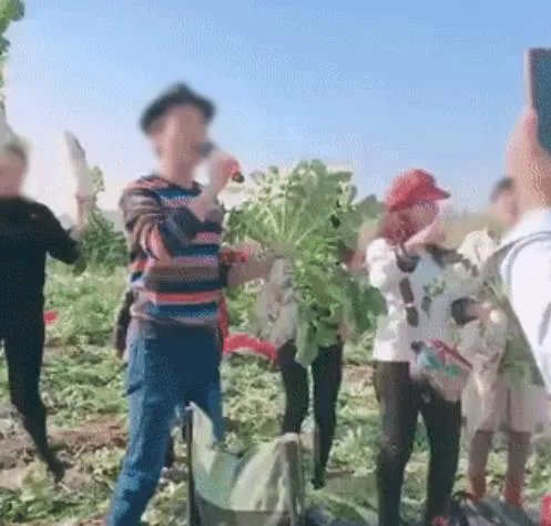 200亩萝卜被拔光什么情况 菜农的做法让人心疼