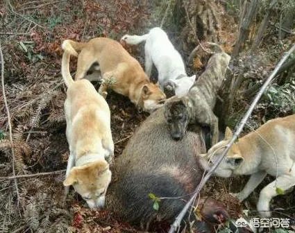 什么狗的耐力最强