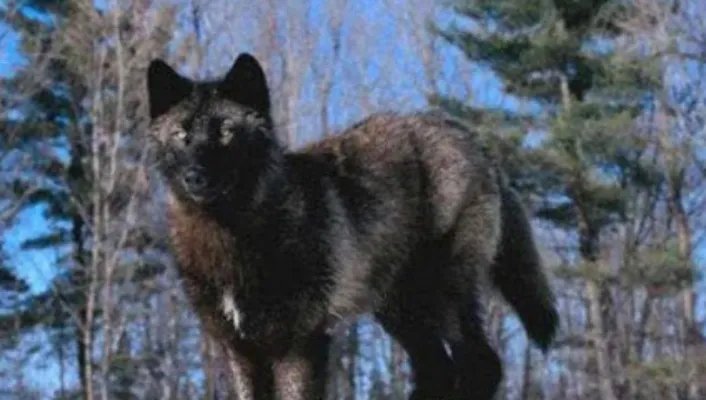 在自然界的生物中，小瀑布山狼有哪些特征与繁殖方式？