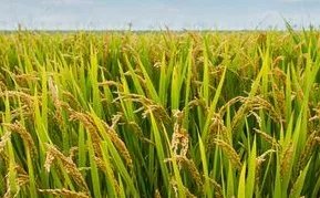 对于袁隆平团队沙漠海水稻亩产超千斤一事，你怎么看？