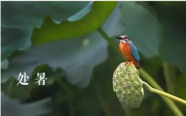 二十四节气图一套 美得令人窒息的二十四节气图