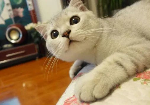 胖猫走路突然起飞360度空翻，究竟是怎么回事？